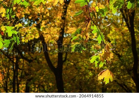 autumn background, pictured trees in the park in autumn