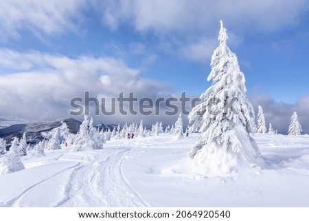 Snowboarders and skier ride through the wild forests on a beautiful cold winter day. Landscape of high mountains with snow. Wallpaper background. Location place Carpathian, Ukraine, Europe