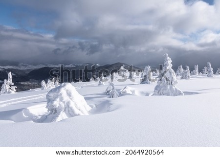 Landscape on winter day. Forest. Meadow covered with frost trees in the snowdrifts. Christmas wonderland. Snowy wallpaper background. Nature scenery. Location place the Carpathian, Ukraine, Europe.