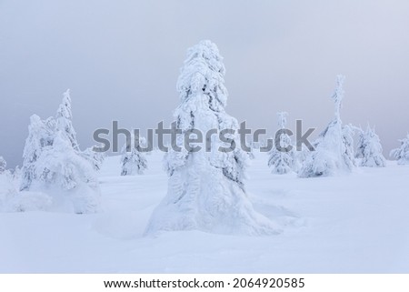 Landscape of high mountains with snow. Foggy forest. A panoramic view. Winter. Wallpaper background. Natural scenery. Location place Carpathian, Ukraine, Europe