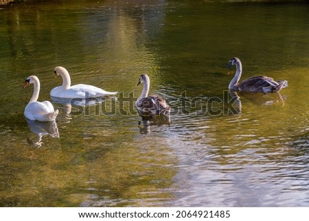 mute swan and cygnet family on the river