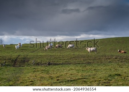 Cows graze in the pasture on a sunny autumn day. Dark clouds.