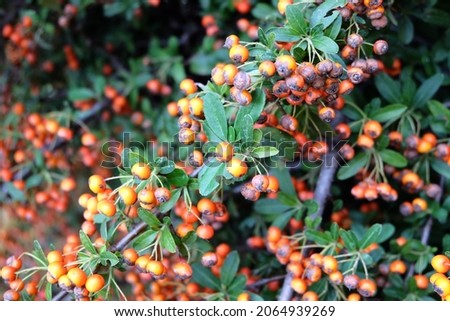 Pyracantha coccinea from the family Rosaceae, also known as firethorn, selective focus. It is called "Ates Dikeni" or "Kopek Elmasi" in Turkish. Orange ripe Berry-like Fruits in autumn, Hedging Plants