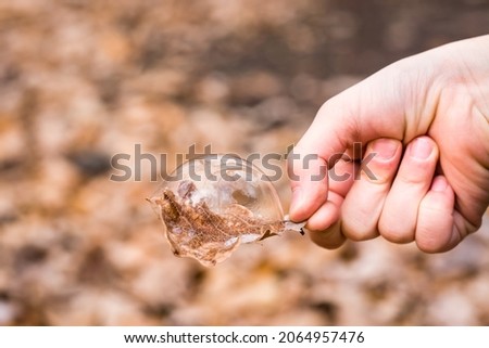 Soap bubble on a dry oak leaf in a child's hand in the park. The concept of fragility and instability. Children's leisure