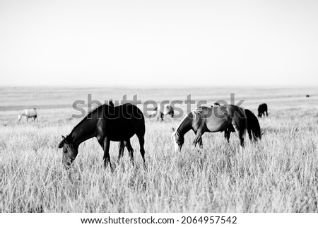 Herd of horses grazing in sunny pasture. Black and white toned landscape. High contrast. Royalty-Free Stock Photo #2064957542