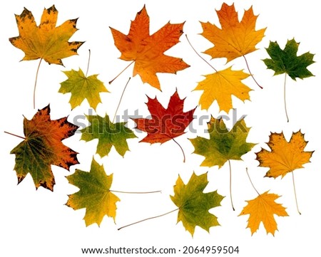 large set of autumn maple leaves of different colors isolated on white background to create your design or wallpaper Royalty-Free Stock Photo #2064959504
