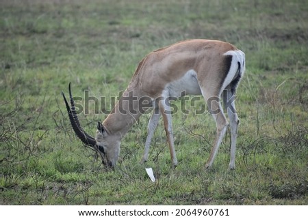 Gazelle and Antelope in Serengeti National Park - Tanzania, Africa