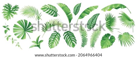 Tropical leaves set. Exotic plants isolated on a white background. Brahea, Fan palm, Rhopalostylis, Sabal, climber, liane. Botanical drawings in realistic style. Vector illustration. Royalty-Free Stock Photo #2064966404