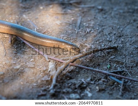 A thunder snake crawling on the ground Royalty-Free Stock Photo #2064970811