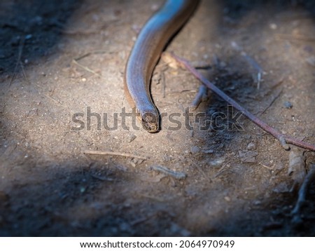 A closeup of a thunder snake crawling on the ground Royalty-Free Stock Photo #2064970949