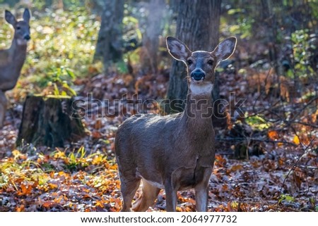 White-tailed doe (Odocoileus virginianus) detecting danger and blowing air out her nose to create a “whoosh” sound. In the forest and during autumn. Selective focus, background blur and foreground blu