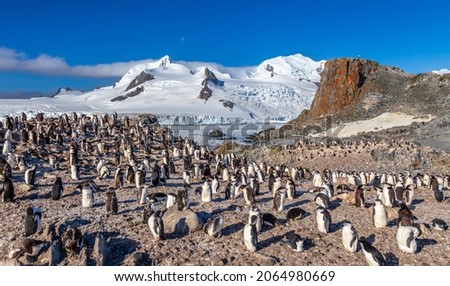 Antarctic panorama with hundreds of chinstrap penguins crowded on the rocks with snow mountains in the background, Half Moon Island, Antarctica