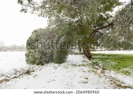 Beautiful apulian landscape during a snowfall with evergreen pine tree, unusual cold winter in Salento, Avetrana, Italy