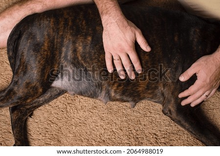 The owner calms his pregnant dog before giving birth, stroking her belly.