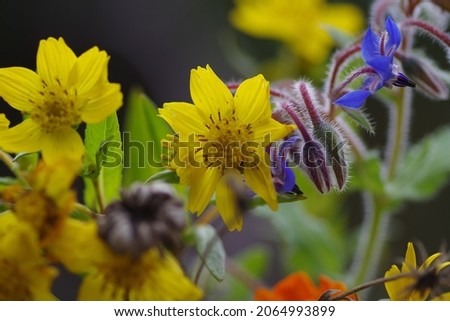 A picture with various flowers, such as Dittrichia viscosa (Sticky Alent), Borgia officinalis (Annual Berretsch) and Calendula officinalis (Garden Mar