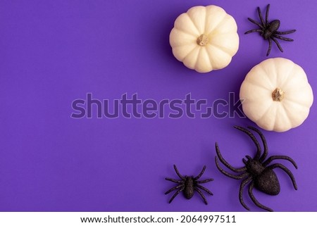 Flat lay of decoration white small Halloween pumpkin template and black horror spiders on vibrant purple background on right with copy space. Holiday autumn concept.