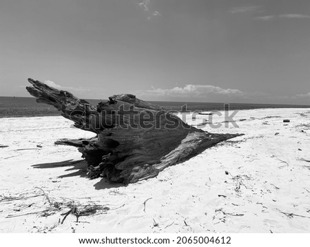 Driftwood on Beach in Waveland, MS.