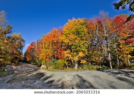 colorful fall tree leaves along a walking trail in the forest with some cloudy sky