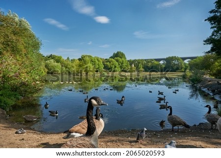 Bird pond in the Reddish vale country park. Manchester, England, UK. Royalty-Free Stock Photo #2065020593