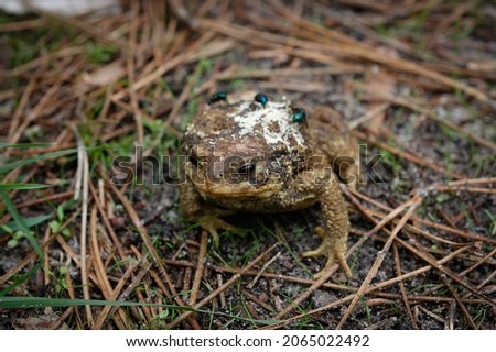 A toad with flies on its back on the ground in the forest