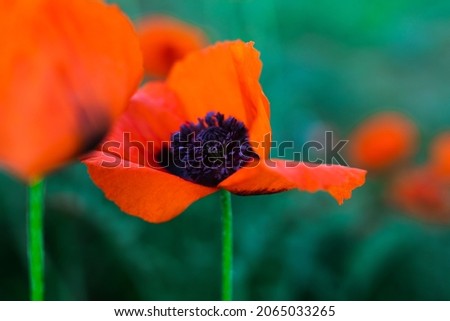 Red poppy flowers in the garden at sunset, natural floral background.  Brilliant Poppy Oriental
(Papaver orientale) close up Royalty-Free Stock Photo #2065033265