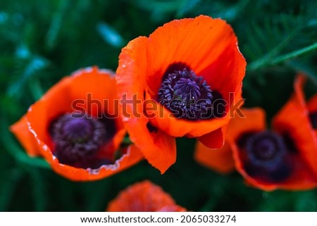 Red poppy flowers in the garden at sunset, natural floral background.  Brilliant Poppy Oriental
(Papaver orientale) close up Royalty-Free Stock Photo #2065033274