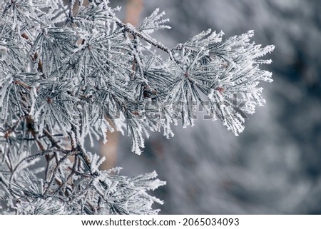 A closeup of the frozen tree branches  Winter background 