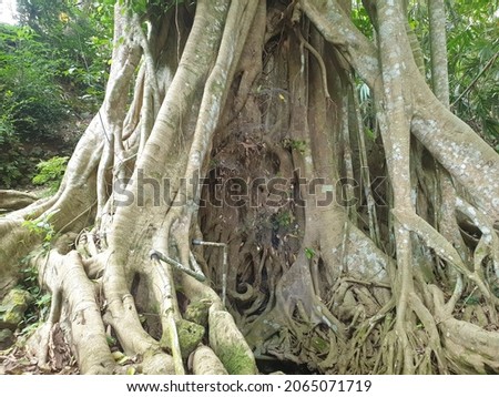 The roots of the parrot tree are unique and belong to an old tree 