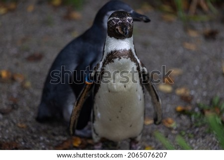A scenic view of a Magellanic penguin on a blurred background
