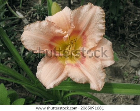 Day lily flower home garden plant summer time