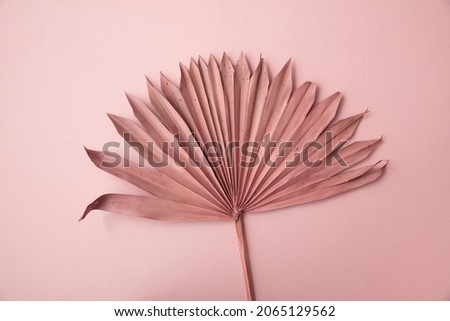 Dried pink tropical palm tree leaf boho style fashionable decoration on a pastel pink background