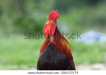 rooster singing in the morning, green out of focus background