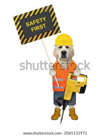 A dog labrador in a construction helmet holds a jackhammer and a poster that says safety first. White background. Isolated.
