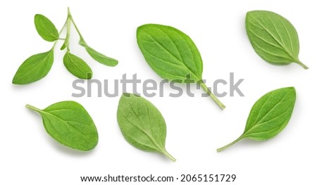 Oregano or marjoram leaves isolated on white background. Pattern. Fresh oregano spice top view. Flat lay Royalty-Free Stock Photo #2065151729