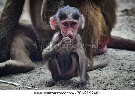 Baboon Monkey life in nature 