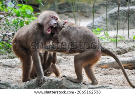 Baboon Monkey life in nature 