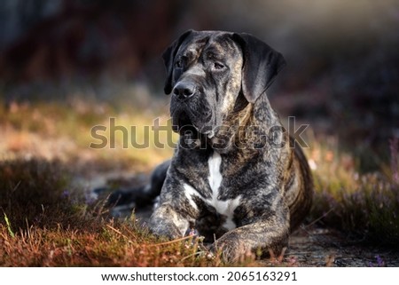 Portrait of a Presa Canario purebred dog  Royalty-Free Stock Photo #2065163291
