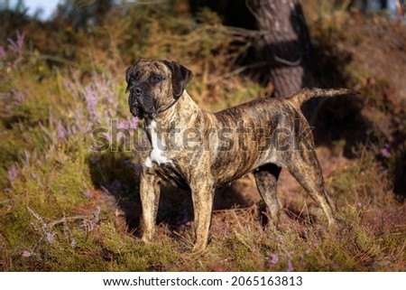 Portrait of a Presa Canario purebred dog  Royalty-Free Stock Photo #2065163813