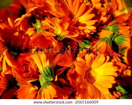 Calendula flowers. Harvesting. Many orange flowers. Background floral texture image. Calendula officinalis, pot marigold, common marigold, ruddles, Scotch marigold