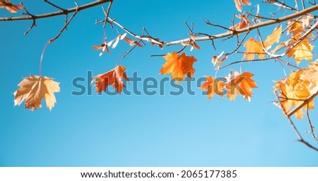 Beautiful Nature Autumn background. Last Autumn maple leaves hanging from tree on blue sky background, selective focus. Natural Wallpaper or Web banner With Copy Space