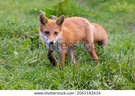 Red fox walks on green grass