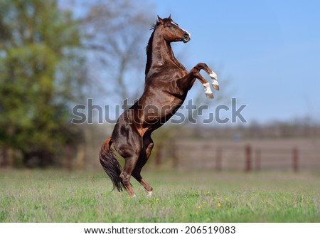Beautiful stallion Thoroughbred breed, great-grandson of Secretariat Sports Meadow. Horse candles on a blurred background Royalty-Free Stock Photo #206519083