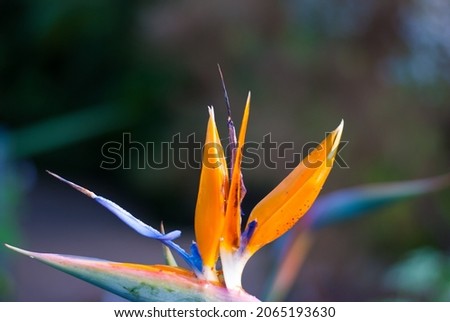 A closeup macro picture of an exotic blooming flower with the blossom composed of pointy blue and orange petals