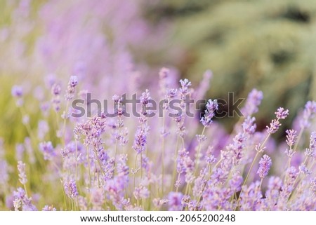 Panorama of lavender field morning summer blur background. Summer lavender. Floral background. Shallow depth of field	