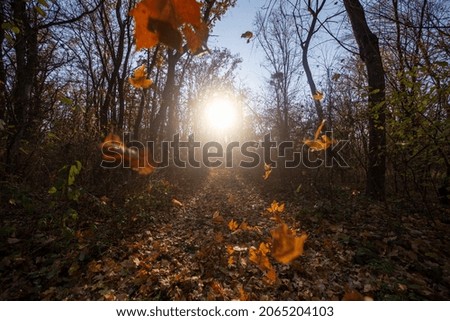 Autumn leaves at the evening forest