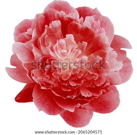 Red peony  flower  on white isolated background with clipping path. Closeup. For design. Nature. 