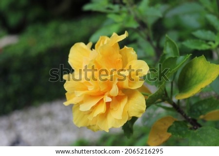 close-up photo of yellow hibiscus flower soft blur background