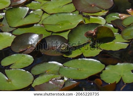 Frog sitting on a water lily leaf in a pond