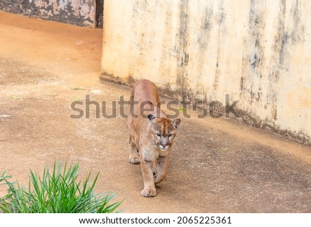 Isolated highlighted South American male cougar walking along the ground in selective focus. Top view