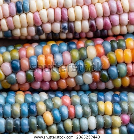 Macro photo of Zea Mays gem glass corn cobs with rainbow coloured kernels, grown on an allotment in London UK. Royalty-Free Stock Photo #2065239440